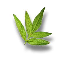 Hoja